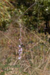 Shortleaf blazing star